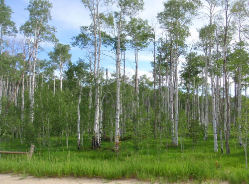 Aspen Grove.